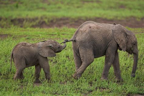  The Elephant's Tail – Eine Geschichte über Neugier, Freundschaft und die Grenzen der Magie!